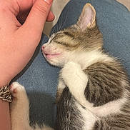 Bibouche a rejoint le concours — aidez-le/la à gagner de superbes lots ! kitten, sleeping, hand, lap, person, feline, pet, cozy, resting, indoor, domestic, animal, cute, fur, paw, pink_nose, striped, white, calm, comfort