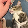 kitten, sleeping, hand, lap, person, feline, pet, cozy, resting, indoor, domestic, animal, cute, fur, paw, pink_nose, striped, white, calm, comfort