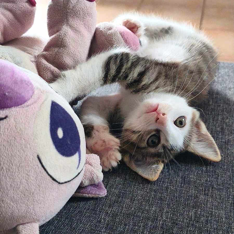Bibouche participe au concours pour gagner de l'argent avec cette photo : kitten, cat, plush_toy, soft_toy, cuddle, playful, pet, animal, cute, feline, indoor, relaxed, lying_down, cozy, whiskers, paws, fur, domestic_cat, toy, resting