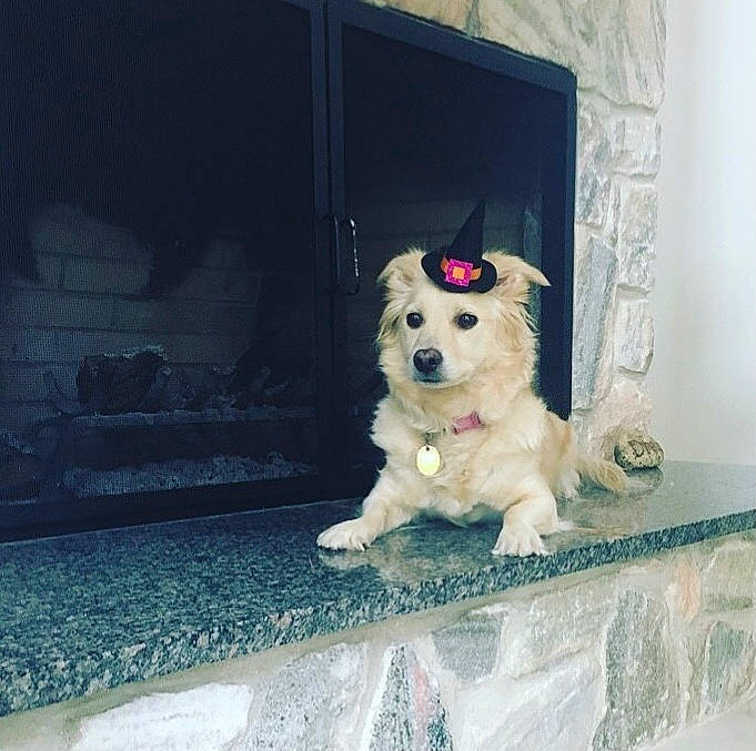 Libby joined the competition — help win amazing prizes! carnivore, companion_dog, dog, dog_breed, dog_clothes, dog_collar, dog_supply, door, fawn, flooring, fur, paw, small_terrier, snout, spitz, sporting_group, square, tail, toy_dog, working_animal