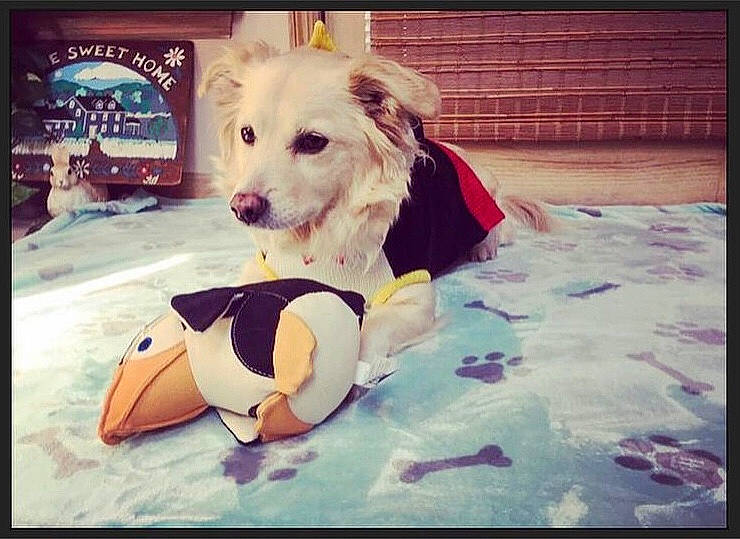 Libby joined the competition — help win amazing prizes! ball, canidae, carnivore, cloud, companion_dog, dog, dog_breed, dog_clothes, dog_supply, dog_toy, eyewear, happy, paw, pet_supply, puppy_love, snout, soccer_ball, sporting_group, toy_dog, working_animal