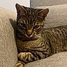 animal, cat, closeup, couch, cozy, cute, domestic, feline, fur, grey, indoor, mammal, paws, pet, portrait, relaxed, resting, striped, tabby, whiskers