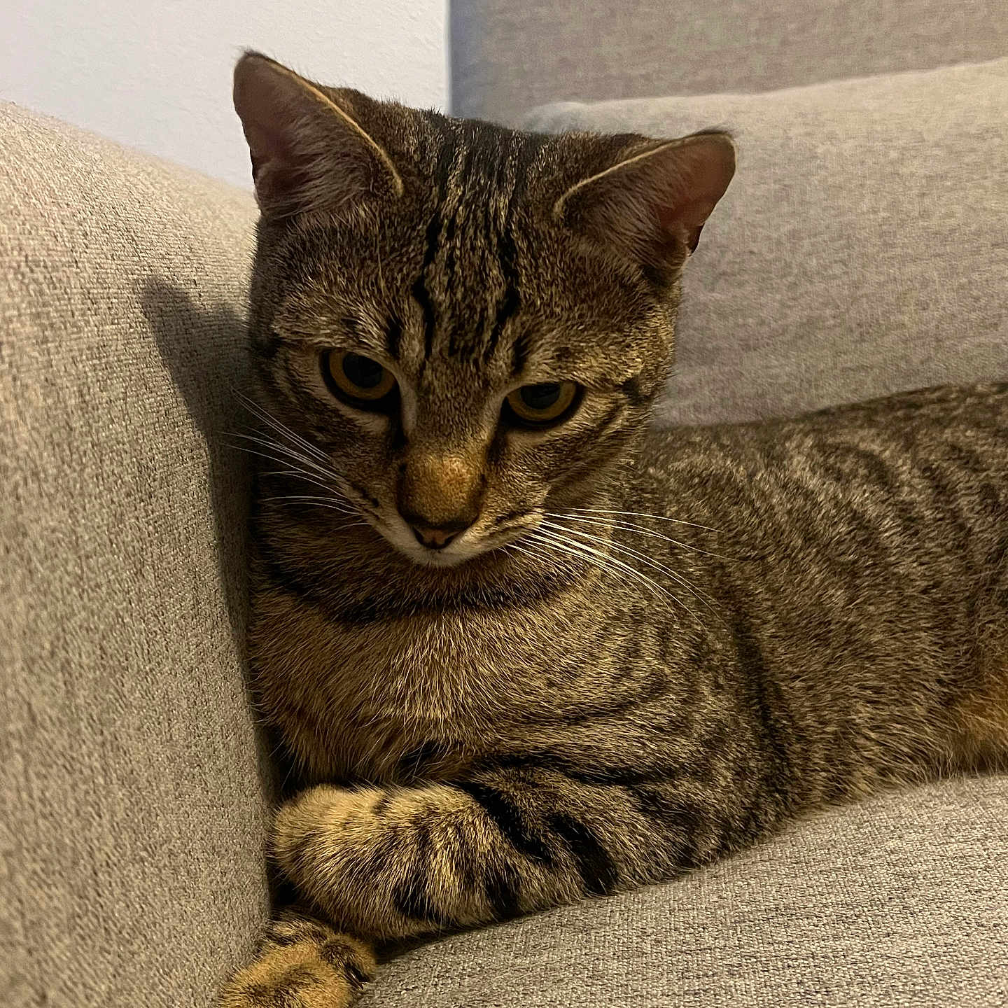 Milo