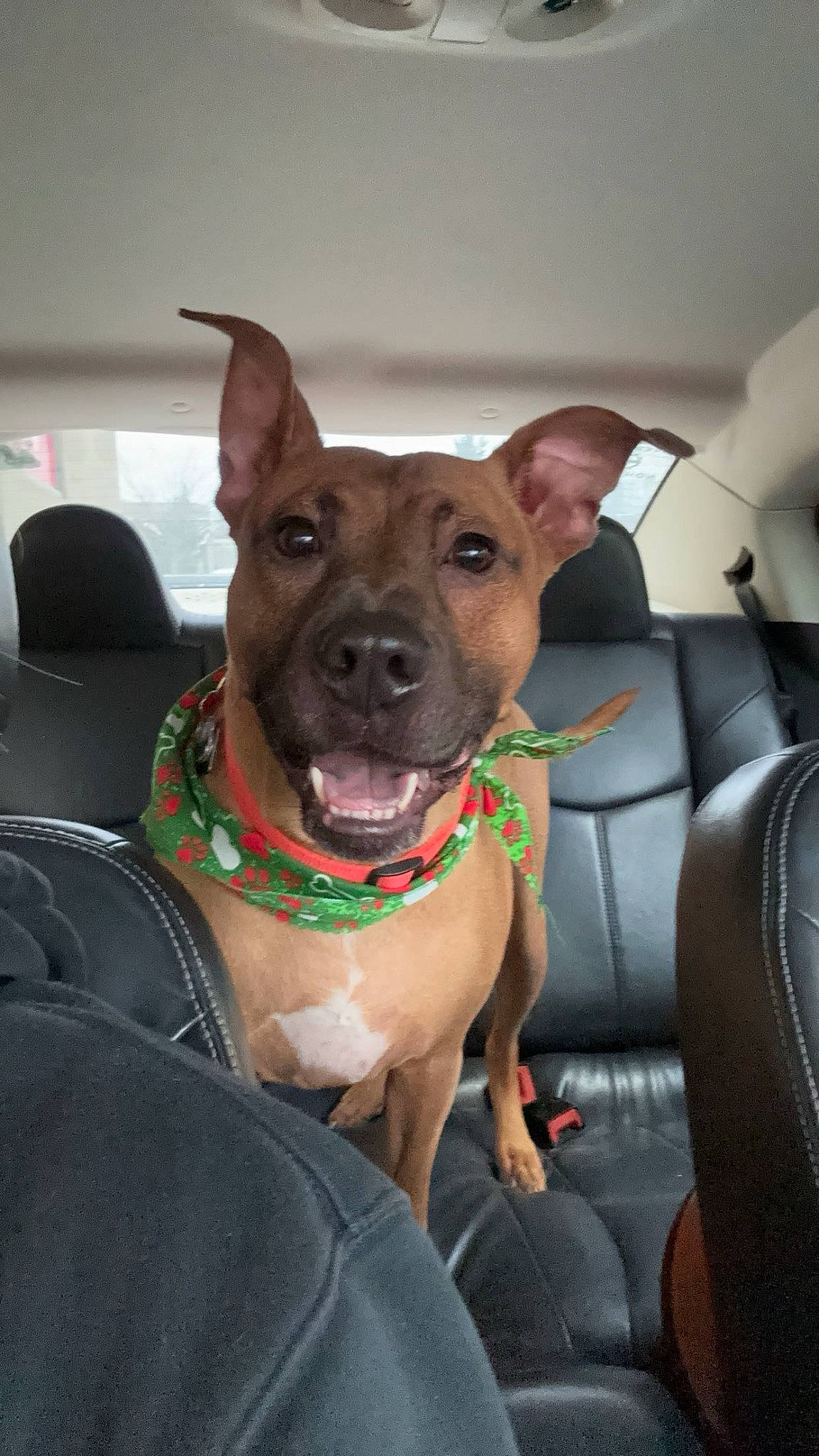 Chief is registered to the contest to win money with this photo: canidae, carnivore, collar, companion_dog, dog, dog_breed, dog_collar, dog_supply, ear, fawn, guard_dog, head_restraint, liver, non_sporting_group, snout, sporting_group, toy_dog, whiskers, working_animal, wrinkle