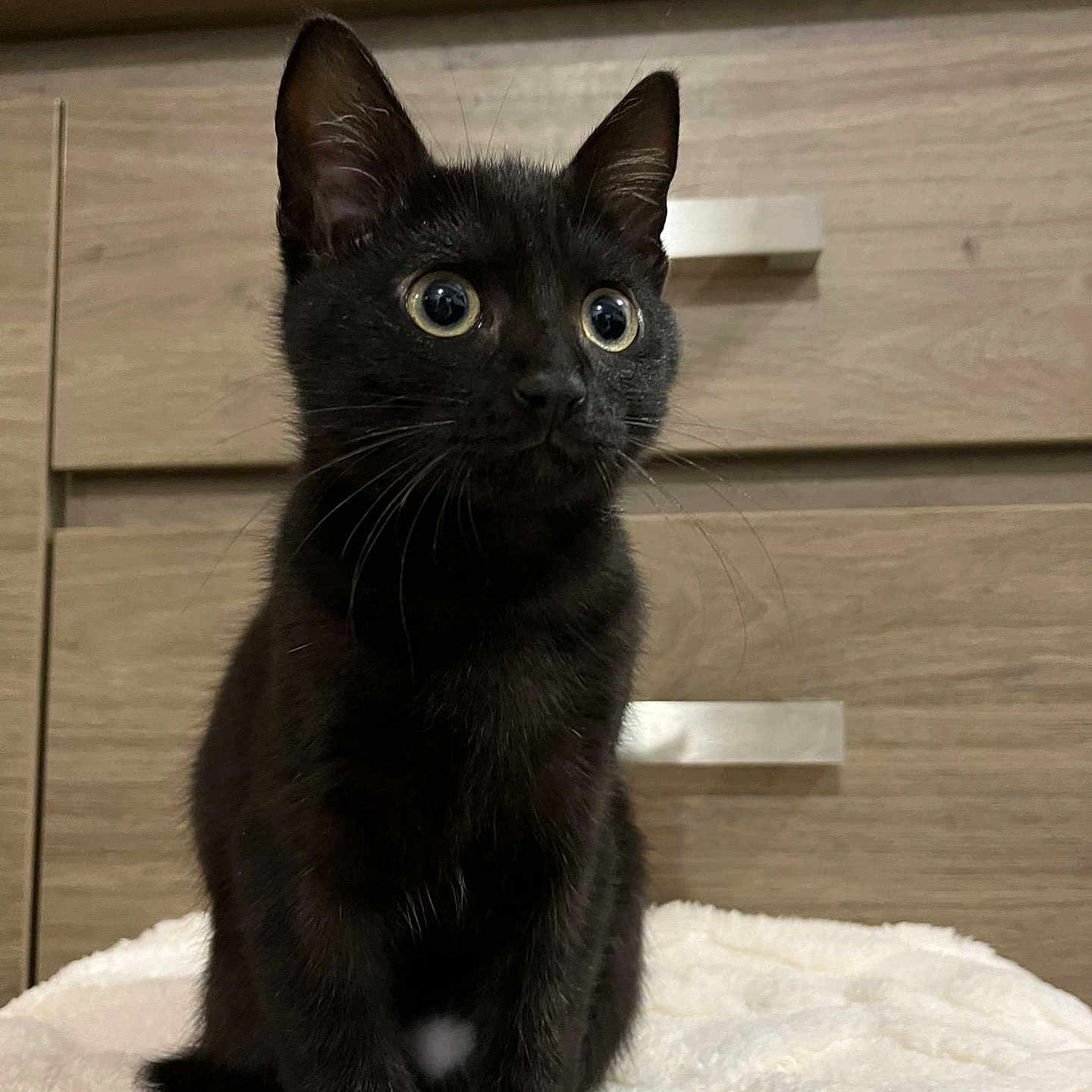 Krokmou participe au concours pour gagner de l'argent avec cette photo : animal, blackcat, cat, furniture, hardwood, kitten, pet, stainedwood, wood