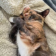 Sky joined the competition — help win amazing prizes! cat, calico_cat, sleeping, cozy, blanket, fur, paw, whiskers, relaxation, indoor, pet, cute, animal, resting, soft_texture, comfort, nap, feline, closeup, warm