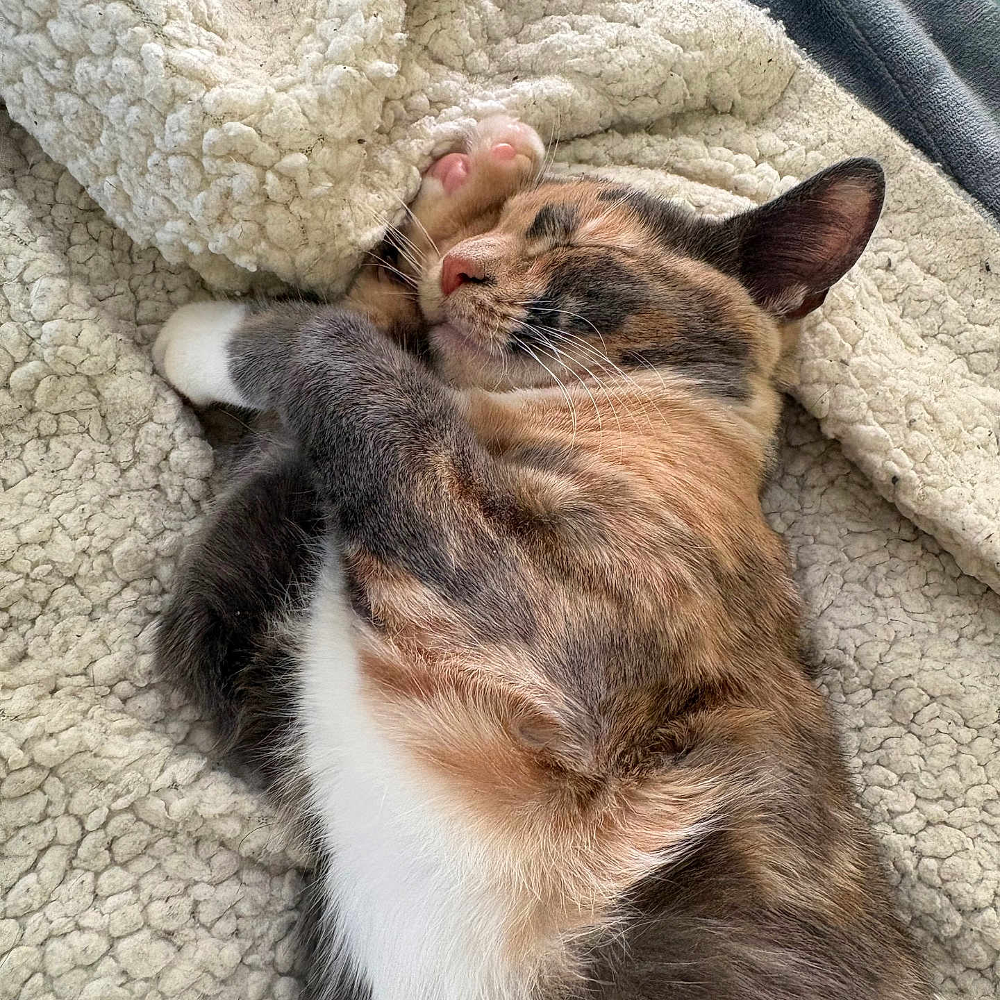 Sky joined the competition — help win amazing prizes! cat, calico_cat, sleeping, cozy, blanket, fur, paw, whiskers, relaxation, indoor, pet, cute, animal, resting, soft_texture, comfort, nap, feline, closeup, warm