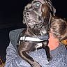 Ace Ventura joined the competition — help win amazing prizes! animal, back_view, black_dog, canine, close_up, coat, collar, dark_background, dog, embrace, flash_photo, fur, head, hugging, night, outdoor, person, pet, reflective_harness, shoulder