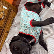 Ace Ventura is registered to the contest to win money with this photo: animal, bed, black_dog, blanket, cozy, cute, dog, furniture, home, indoor, looking_at_camera, lying_down, orange_wall, pajamas, paw, pet, relaxed, resting, sleepwear, wooden_dresser