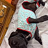 animal, bed, black_dog, blanket, cozy, cute, dog, furniture, home, indoor, looking_at_camera, lying_down, orange_wall, pajamas, paw, pet, relaxed, resting, sleepwear, wooden_dresser