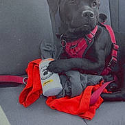 Ace Ventura is registered to the contest to win money with this photo: dog, black_dog, car_seat, red_harness, clothes, bottle, paw_print, mango_label, pet, animal, inside_car, seatbelt, fabric, sitting, calm, curious, domestic_animal, leisure, vehicle_interior, pet_accessory