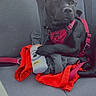 dog, black_dog, car_seat, red_harness, clothes, bottle, paw_print, mango_label, pet, animal, inside_car, seatbelt, fabric, sitting, calm, curious, domestic_animal, leisure, vehicle_interior, pet_accessory
