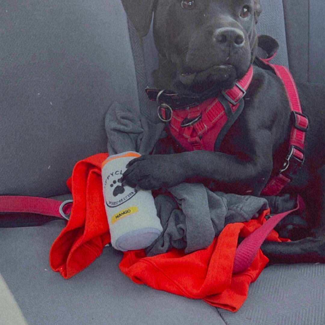 Ace Ventura is registered to the contest to win money with this photo: dog, black_dog, car_seat, red_harness, clothes, bottle, paw_print, mango_label, pet, animal, inside_car, seatbelt, fabric, sitting, calm, curious, domestic_animal, leisure, vehicle_interior, pet_accessory