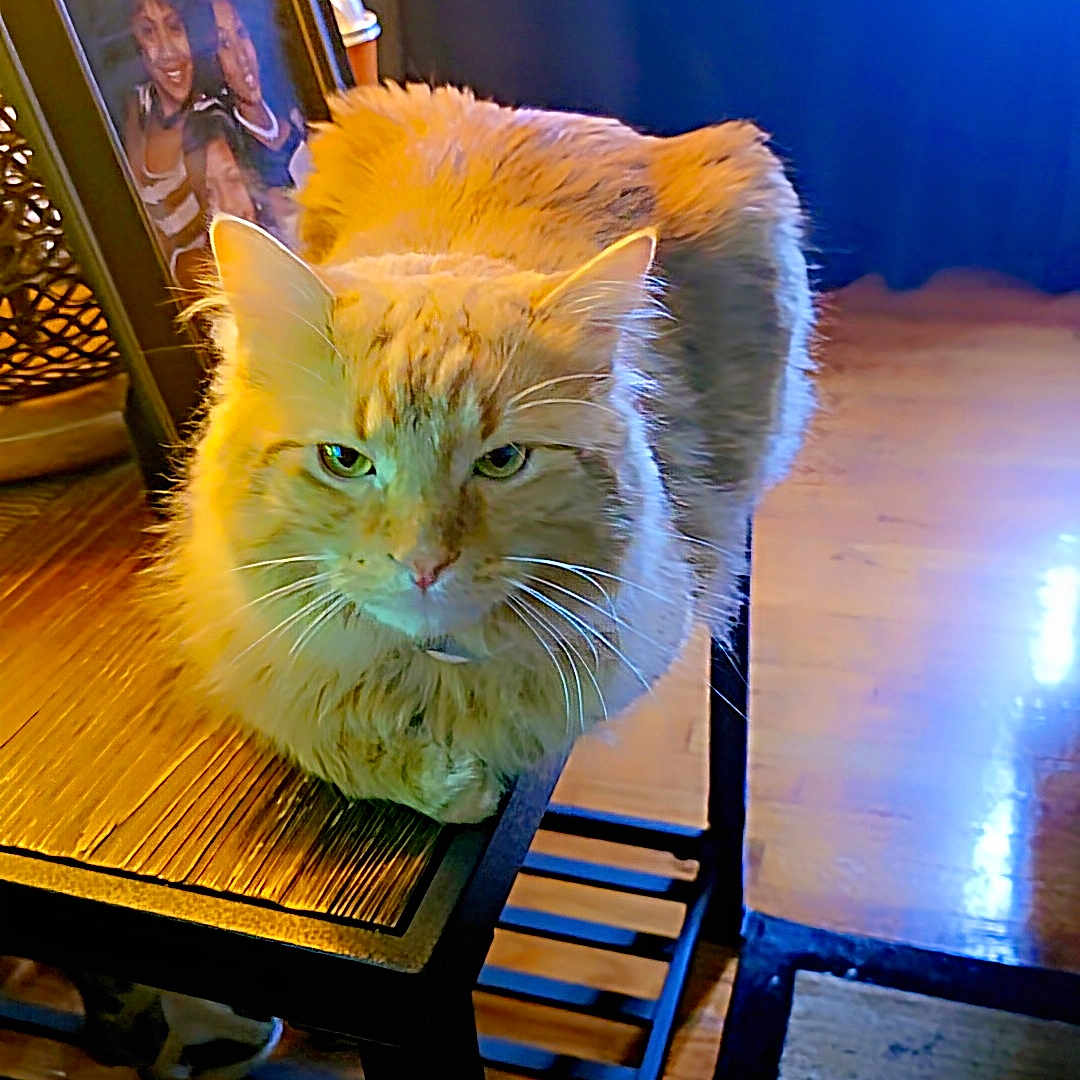 Simba