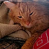 Simba joined the competition — help win amazing prizes! animal, blanket, cat, close_up, comfort, cozy, cute, feline, fur, indoor, orange_cat, paw, pet, red_fabric, relaxed, resting, sleepy, soft_texture, warm_lighting, whiskers