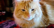 Simba joined the competition — help win amazing prizes! animal, blanket, candle, cat, closeup, cozy, decor, fluffy, fur, furniture, home, indoor, orange_tabby, pet, picture_frame, plant, relaxing, remote_control, resting, whiskers