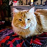 animal, blanket, candle, cat, closeup, cozy, decor, fluffy, fur, furniture, home, indoor, orange_tabby, pet, picture_frame, plant, relaxing, remote_control, resting, whiskers