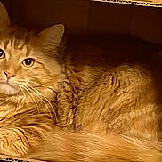 Simba is registered to the contest to win money with this photo: animal, cardboard_box, cat, close_up, cozy, curious_eyes, cute, domestic, ears, feline, fluffy_fur, indoors, mammal, orange_tabby, pet, relaxed, resting, soft_texture, warm_light, whiskers
