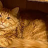 animal, cardboard_box, cat, close_up, cozy, curious_eyes, cute, domestic, ears, feline, fluffy_fur, indoors, mammal, orange_tabby, pet, relaxed, resting, soft_texture, warm_light, whiskers