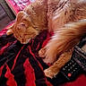 Simba is registered to the contest to win money with this photo: bed, black, blanket, cat, cozy, fur, furniture, indoor, mirror, orange_cat, paw, pet, red, reflection, relaxation, remote_control, resting, room, sleeping, tail