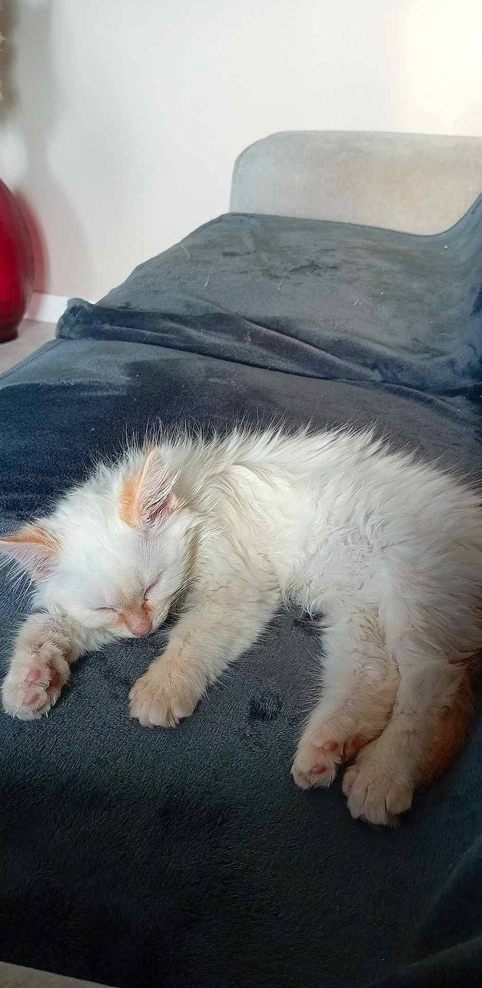 Ullia participe au concours pour gagner de l'argent avec cette photo : canidae, carnivore, cat, claw, comfort, companion_dog, domestic_short_haired_cat, fawn, felidae, foot, fur, gesture, human_leg, linens, nap, paw, small_to_medium_sized_cats, snout, tail, whiskers