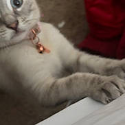 Skye joined the competition — help win amazing prizes! animal, bell, blurred, carpet, cat, close_up, collar, curious, cute, domestic, feline, fur, fuzzy, gray, indoor, paws, pet, reaching, soft, white