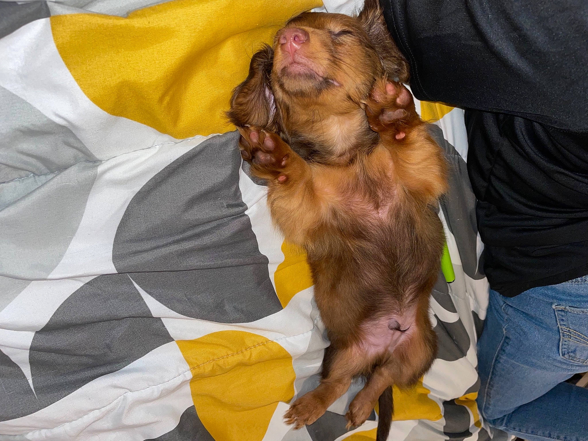 Whinny joined the competition — help win amazing prizes! beard, canidae, carnivore, companion_dog, dog, dog_breed, dog_supply, facial_hair, fawn, fur, liver, paw, small_terrier, snout, sporting_group, toy_dog, working_animal