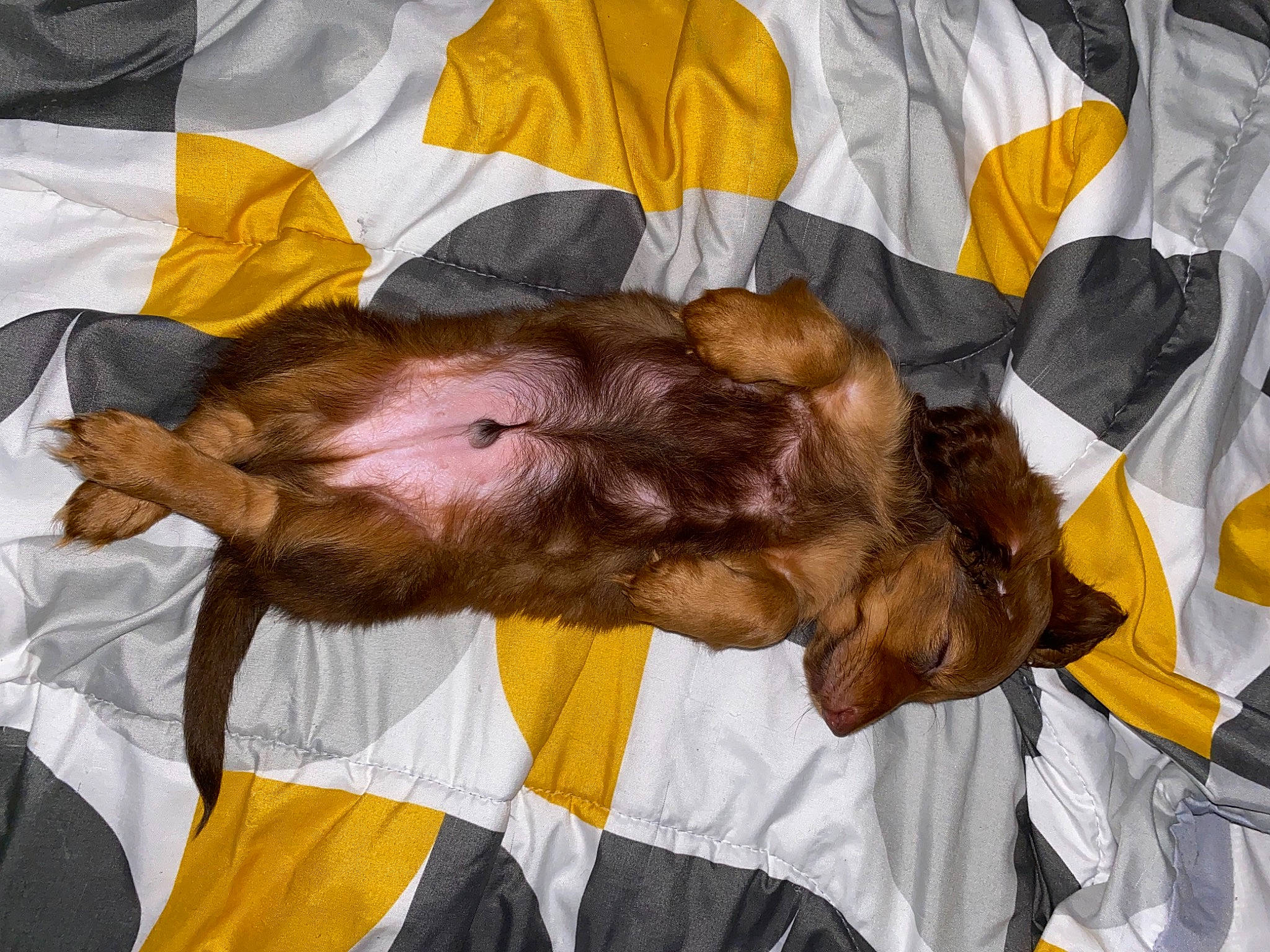 Whinny joined the competition — help win amazing prizes! beard, canidae, carnivore, comfort, companion_dog, dog, dog_breed, ear, fawn, felidae, fur, liver, mammal, nap, sleep, snout, sporting_group, toy_dog, vertebrate, wrinkle