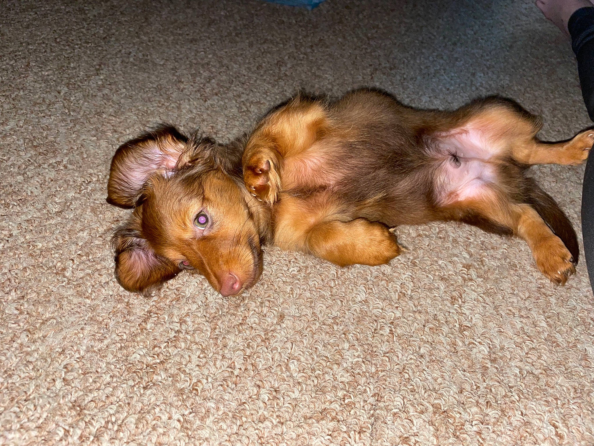 Whinny joined the competition — help win amazing prizes! canidae, carnivore, claw, comfort, companion_dog, dog, dog_breed, ear, fawn, foot, fur, liver, paw, puppy, snout, sporting_group, terrestrial_animal, whiskers, wildlife, wood