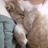 Oliver Hunkstable joined the competition — help win amazing prizes! cat, sleeping, fluffy, cream_colored, longhaired, curled_up, relaxed, cute, pet, animal, pillow, bed, indoors, cozy, soft_fur, paw, closed_eyes, resting, portrait, calm