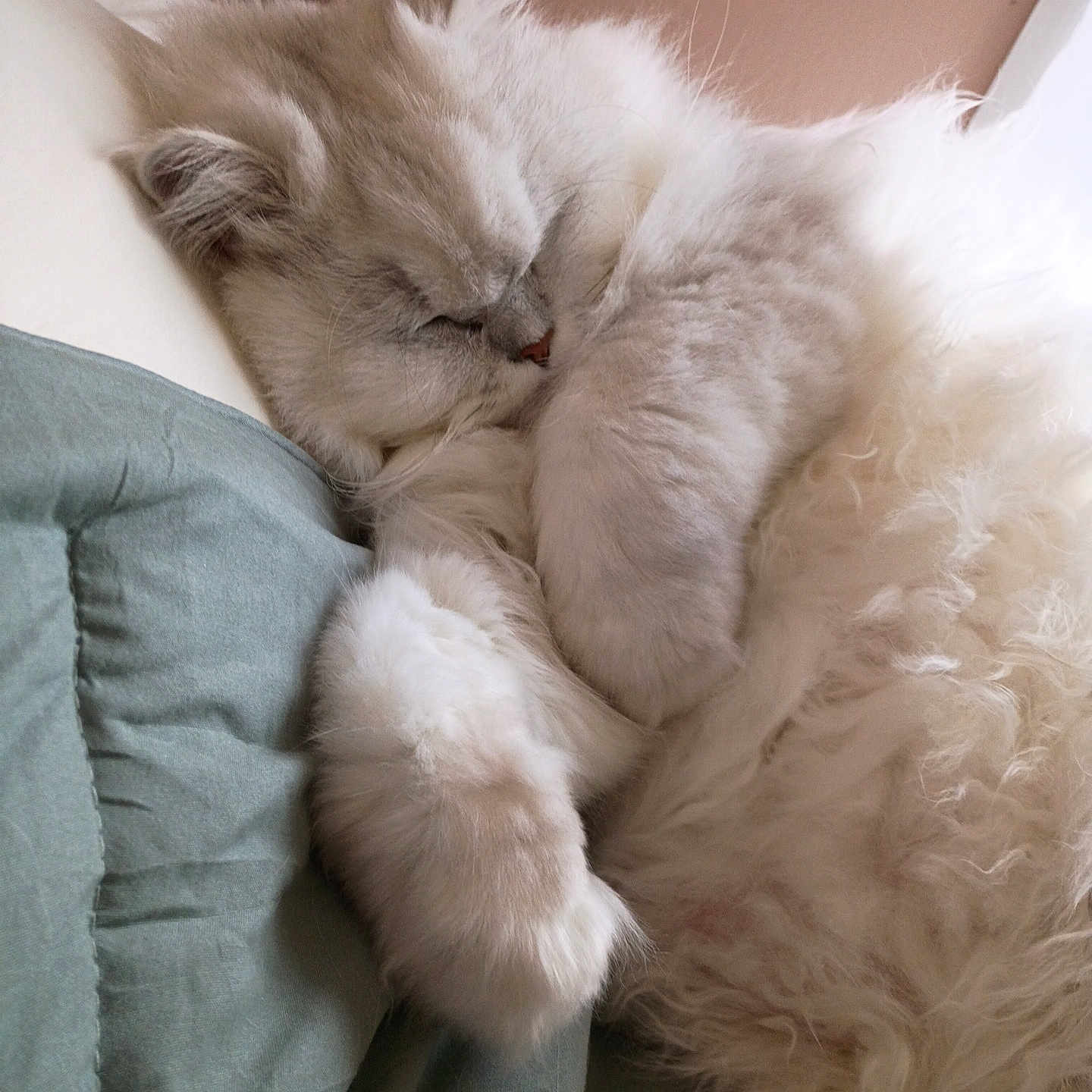 Oliver Hunkstable joined the competition — help win amazing prizes! cat, sleeping, fluffy, cream_colored, longhaired, curled_up, relaxed, cute, pet, animal, pillow, bed, indoors, cozy, soft_fur, paw, closed_eyes, resting, portrait, calm