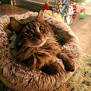 Kona joined the competition — help win amazing prizes! animal, bed, carpet, cat, christmas, cozy, cute, decorations, floor, furry, holiday, home, indoor, ornaments, pet, plush, relaxed, silver_trees, tabby, warm_lighting