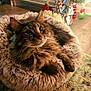 animal, bed, carpet, cat, christmas, cozy, cute, decorations, floor, furry, holiday, home, indoor, ornaments, pet, plush, relaxed, silver_trees, tabby, warm_lighting