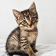 Berlioz a rejoint le concours — aidez-le/la à gagner de superbes lots ! cat, kitten, tabby, animal, pet, fur, striped_fur, blue_eyes, whiskers, ears, tail, paws, sitting, portrait, close_up, indoors, bed, white_background, cute, curious