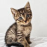 cat, kitten, tabby, animal, pet, fur, striped_fur, blue_eyes, whiskers, ears, tail, paws, sitting, portrait, close_up, indoors, bed, white_background, cute, curious