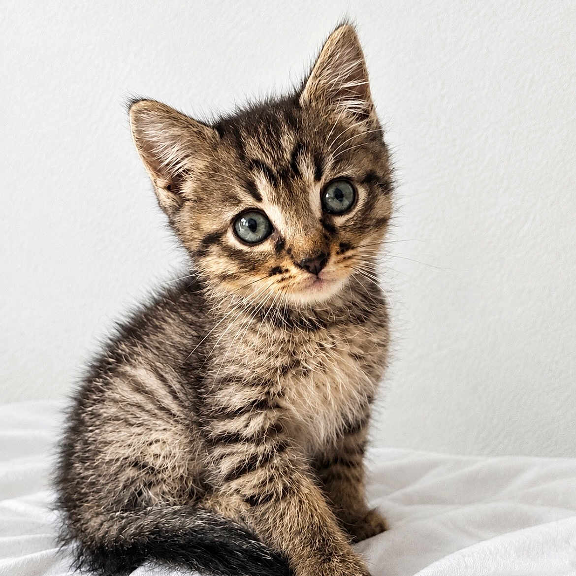 Berlioz a rejoint le concours — aidez-le/la à gagner de superbes lots ! cat, kitten, tabby, animal, pet, fur, striped_fur, blue_eyes, whiskers, ears, tail, paws, sitting, portrait, close_up, indoors, bed, white_background, cute, curious