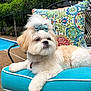 Lulu is registered to the contest to win money with this photo: dog, pet, shih_tzu_like, bow, groomed, fur, turquoise_cushion, patterned_pillow, outdoor, pool, patio, metal_chair, backyard, greenery, relaxing, cute, portrait, accessory, summer, paws