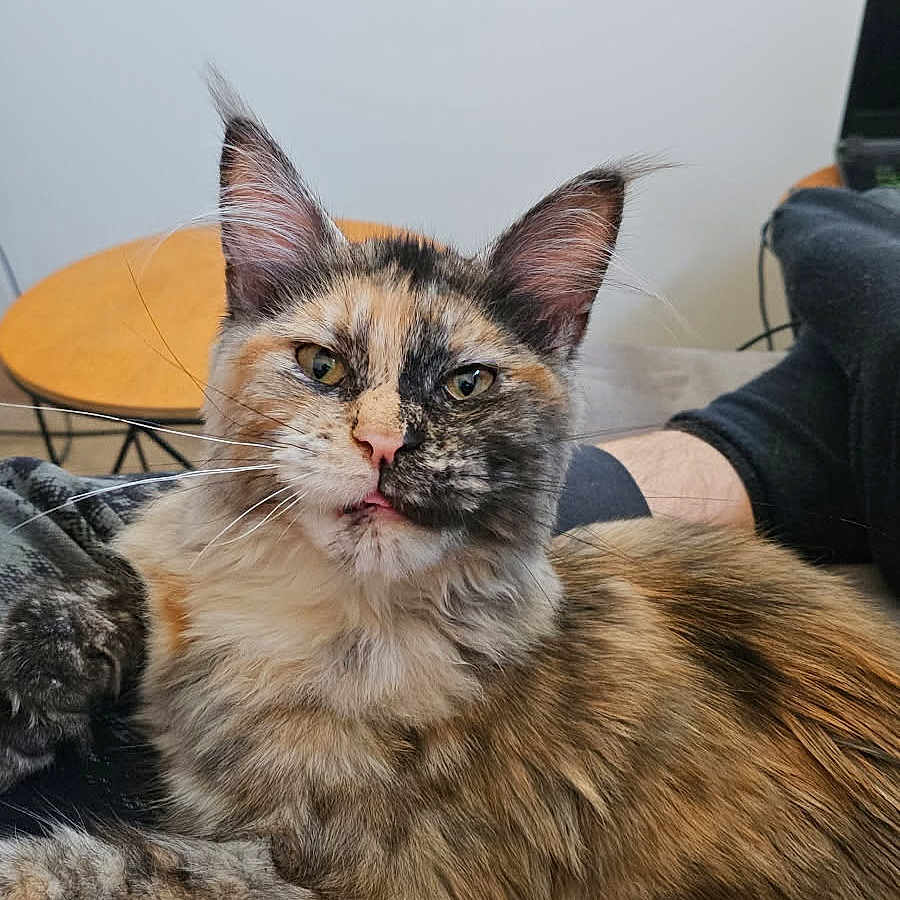 Una a rejoint le concours — aidez-le/la à gagner de superbes lots ! animal, architecture, building, cat, chair, computer, couch, face, furniture, head, indoors, kitten, livingroom, manx, person, pet, photography, portrait, room, table