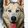 animal, blue_eyes, canine, close_up, collar, dog, ears, expression, fur, husky, nose, pet, portrait, red_harness, sharp_focus, smoky_background, studio_photo, tongue_out, wet, wet_fur