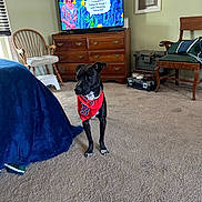 Maddie is registered to the contest to win money with this photo: dog, bandana, black_dog, carpet, chair, dresser, furniture, indoor, living_room, person_on_tv, red_bandana, television, wooden_chair, window, curtains, floor, home_decor, pet, alert, casual