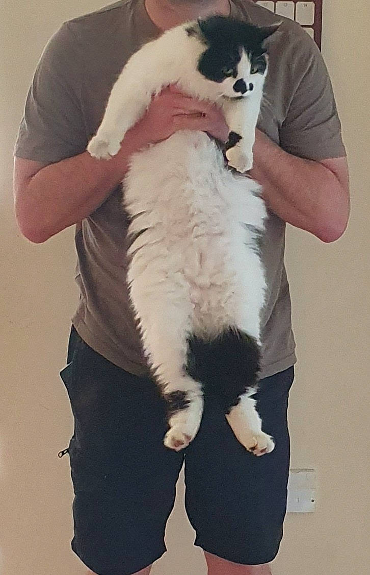 Frazzle joined the competition — help win amazing prizes! abdomen, carnivore, cat, companion_dog, domestic_short_haired_cat, fawn, felidae, formal_wear, fur, gesture, hat, paw, sleeve, small_to_medium_sized_cats, sunglasses, t_shirt, tail, thigh, trunk, whiskers