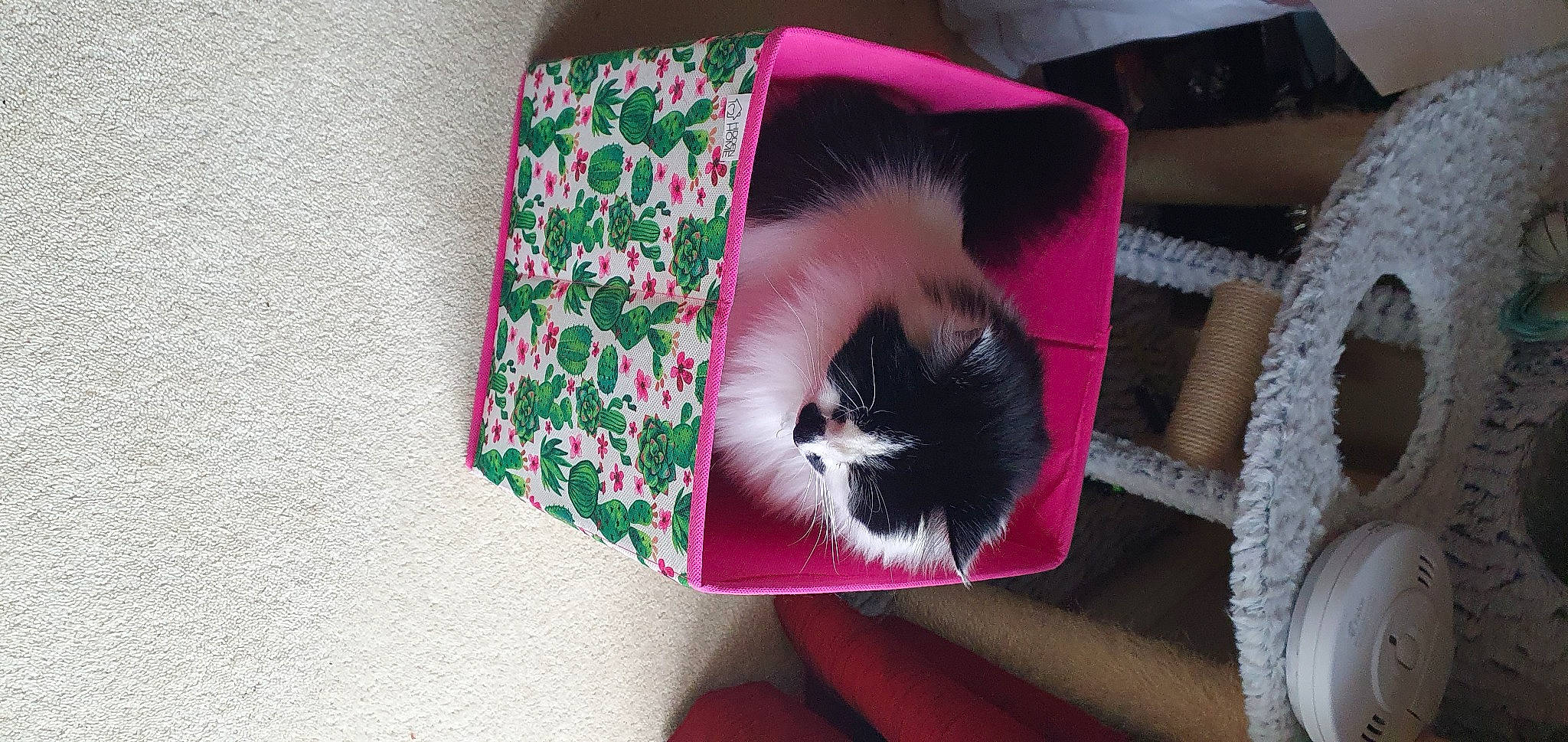 Frazzle joined the competition — help win amazing prizes! bangs, carnivore, cat, companion_dog, dress, eyelash, fashion_accessory, fawn, felidae, fur, linens, magenta, pattern, pink, rectangle, room, small_to_medium_sized_cats, textile, tree, whiskers