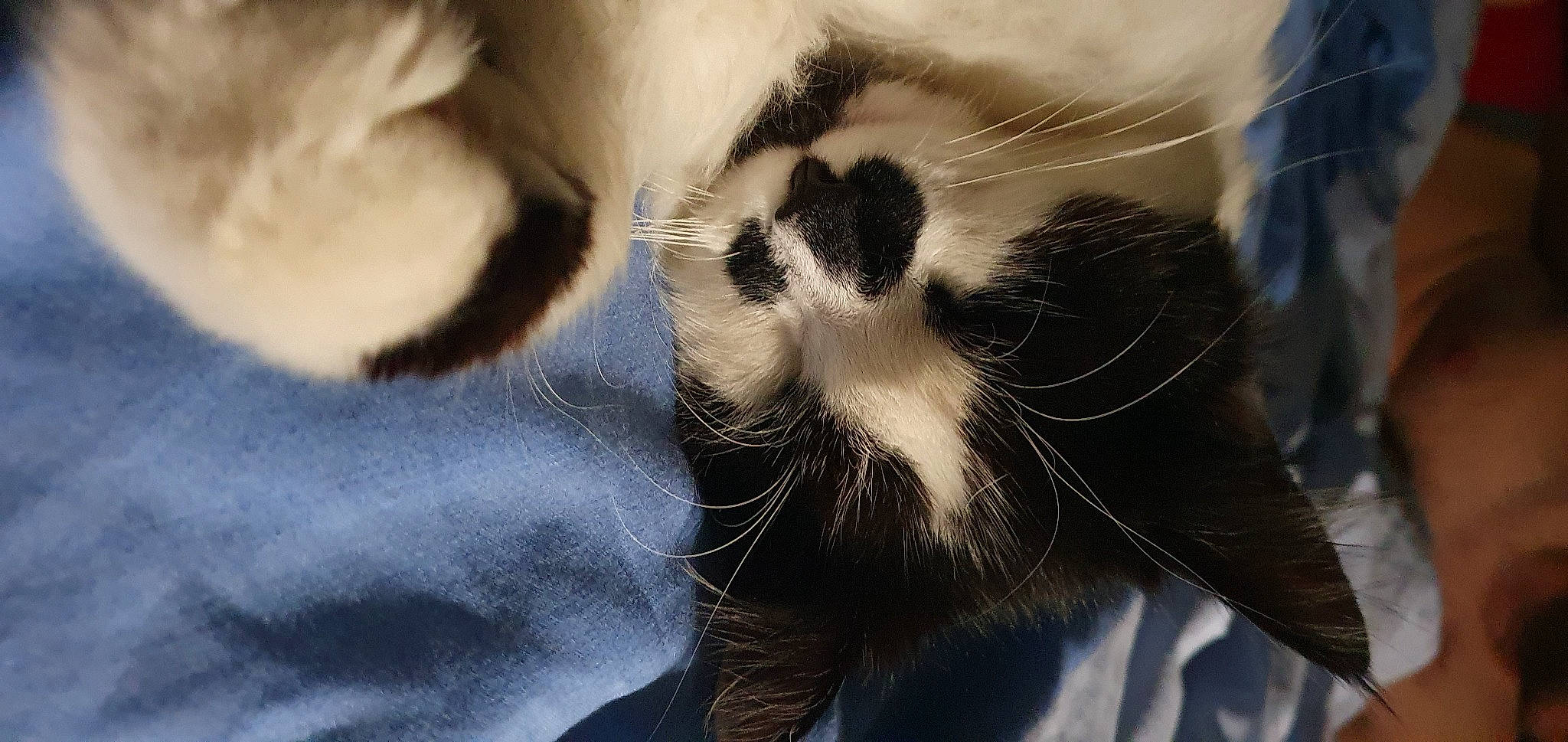 Frazzle is registered to the contest to win money with this photo: carnivore, cat, claw, comfort, domestic_short_haired_cat, ear, fawn, felidae, fur, paw, small_to_medium_sized_cats, snout, tail, terrestrial_animal, whiskers