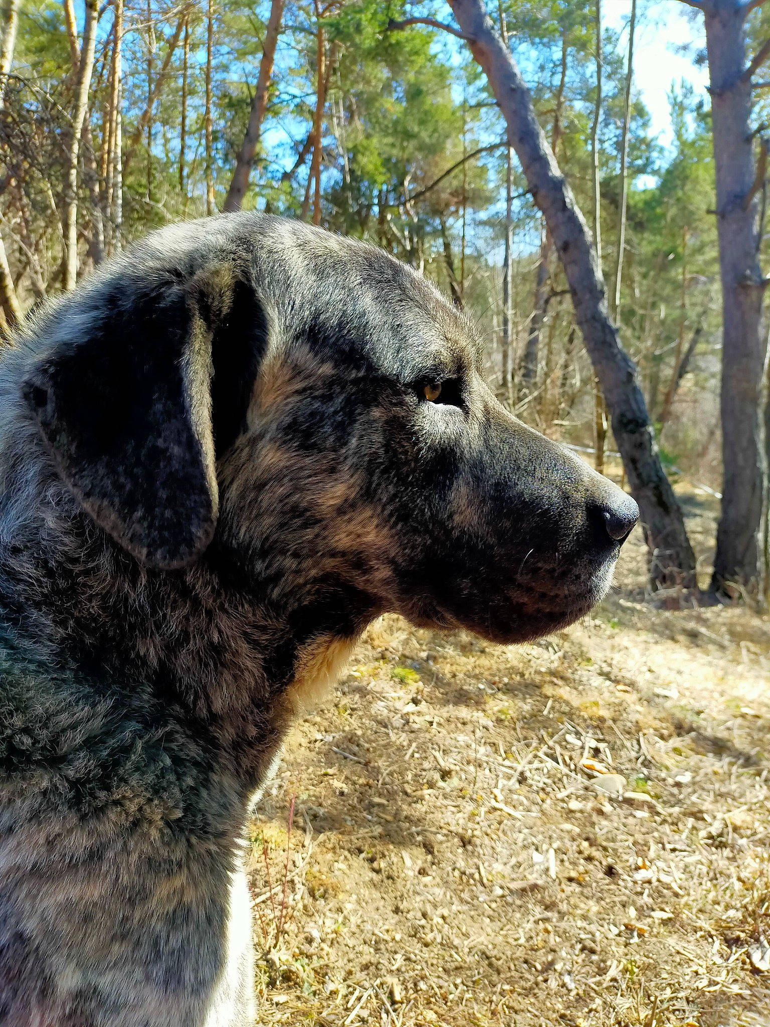 Roméo a rejoint le concours — aidez-le/la à gagner de superbes lots ! adventure, canidae, carnivore, collar, dog, dog_breed, eye, fawn, forest, fur, grass, plant, snout, soil, sporting_group, tail, terrestrial_animal, tree, whiskers, working_animal