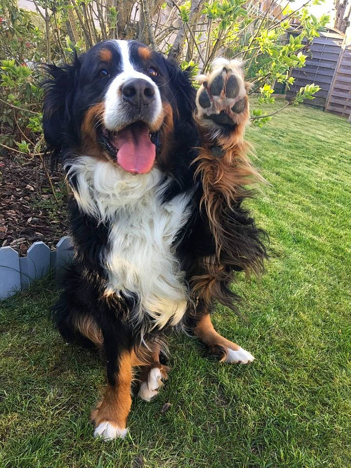 Jaska participe au concours pour gagner de l'argent avec cette photo : bernese_mountain_dog, canidae, carnivore, companion_dog, dog, dog_breed, english_shepherd, giant_dog_breed, grass, mammal, moscow_watchdog, snout, sporting_group, st_bernard, vertebrate, working_dog