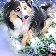 Cody joined the competition — help win amazing prizes! animal, australian_shepherd, background, christmas_ornaments, decorations, dog, festive, fur, green, holiday, nature, pet, pine_branches, playful, red, smiling, snowflakes, tongue_out, white, winter