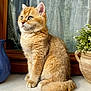 Atlas participe au concours pour gagner de l'argent avec cette photo : cat, animal, pet, feline, fluffy, windowsill, pottery, plant, curtain, indoor, orange_cat, whiskers, tail, fur, sitting, looking_away, closeup, domestic_animal, window, natural_light