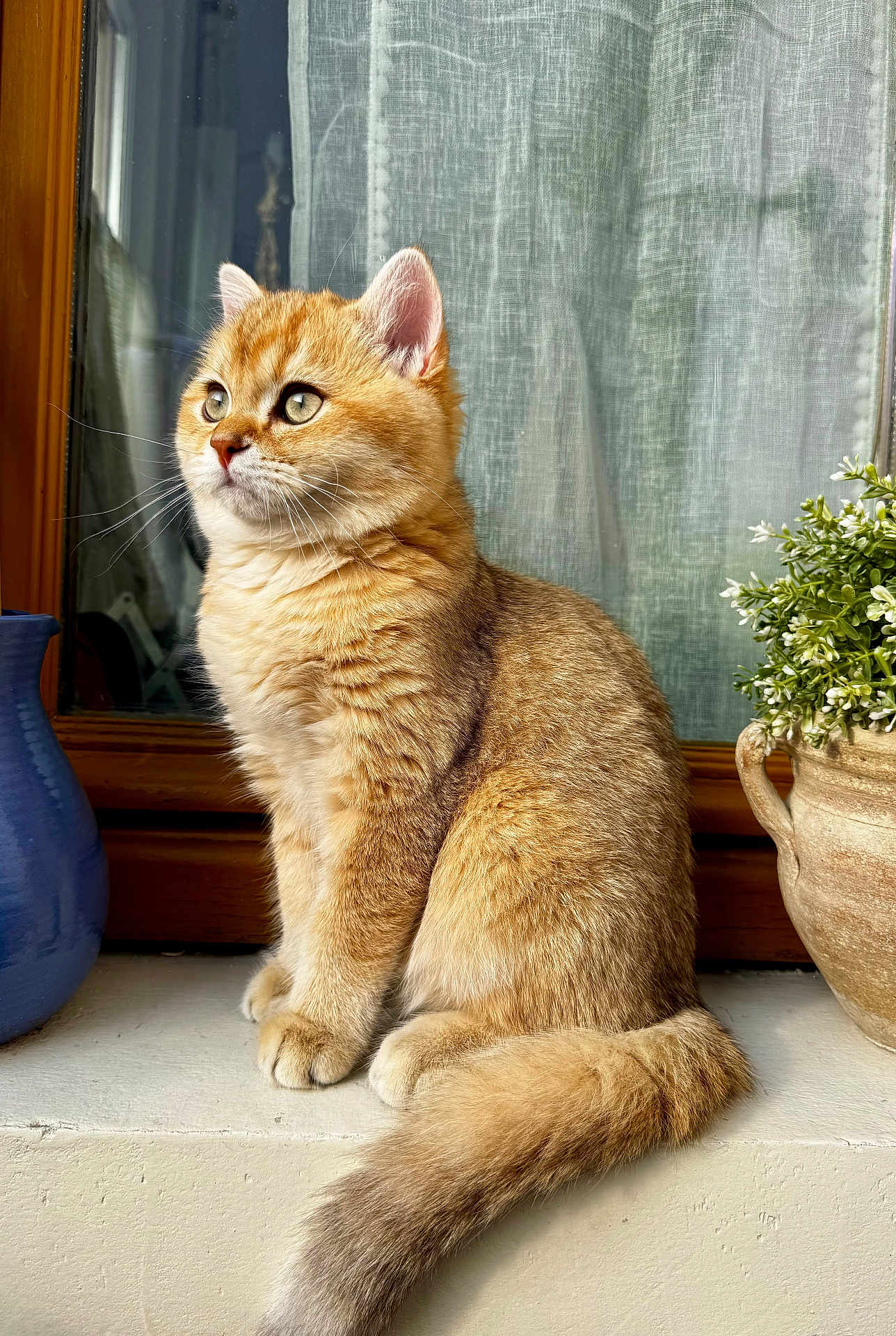 Atlas