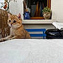Atlas a rejoint le concours — aidez-le/la à gagner de superbes lots ! kitten, cat, orange_cat, table, white_cloth, blue_chair, window, plant, potted_plant, grill, outdoor, fence, curious, pet, animal, cozy, home, fur, whiskers, ears