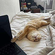 Atlas a rejoint le concours — aidez-le/la à gagner de superbes lots ! cat, bed, blanket, laptop, sleeping, furniture, indoor, cozy, white, black, fan, relaxing, soft, fur, paw, technology, room, rest, comfort, napping
